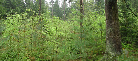 Bestandesbegründung - Waldbesitzer | FBG Südheide