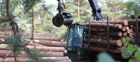 Holzvermarktung FBG Celler Land