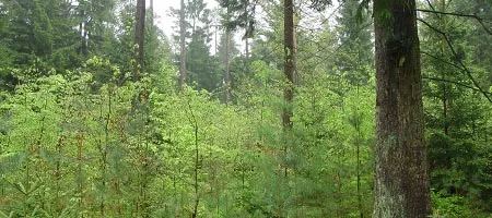 Aufforstung bei der FBG - Bild eines jungen Waldes
