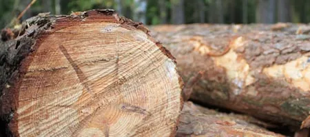 große Baumstämme am Wegesrand