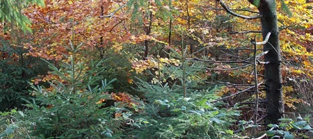Blick in ein herbstliches Waldstück