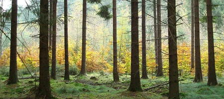 Bestandesbegründung und Voranbau - FBG Südheide