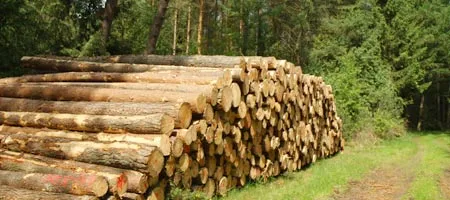 gestapelte Baumstämme an einem Waldweg